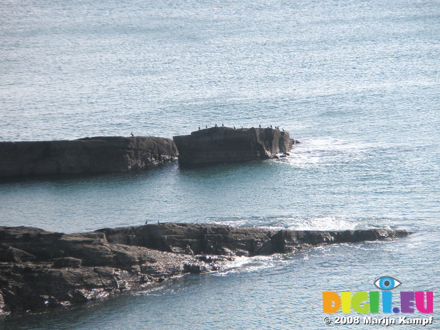 JT00082 Cormorants on rocks at Brownstown Head